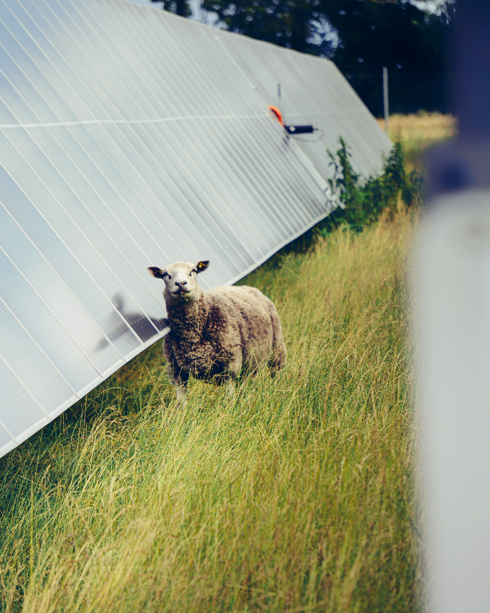 <p>Nos projets Agrivoltaïques</p>